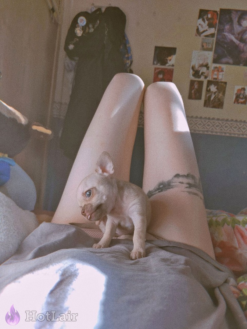 Woman’s smooth long legs with adorable small chihuahua puppy sitting between her thighs